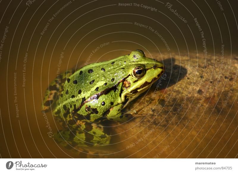 Küss mich, ich bin ein... Frosch! Was sonst? Fischteich Wassertier Fliegenfresser Tier See Brunnen Schlamm Quaken grün braun gelb Physik Küssen Froschauge Lurch