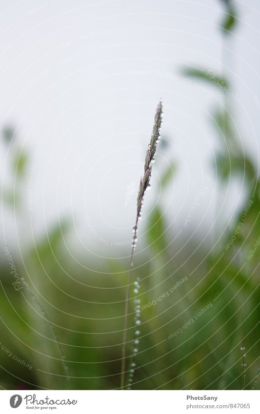 eins allein. Natur Pflanze Himmel schlechtes Wetter Grünpflanze kalt klein nass grau grün reif Gras Farbfoto Außenaufnahme Menschenleer Textfreiraum oben Tag