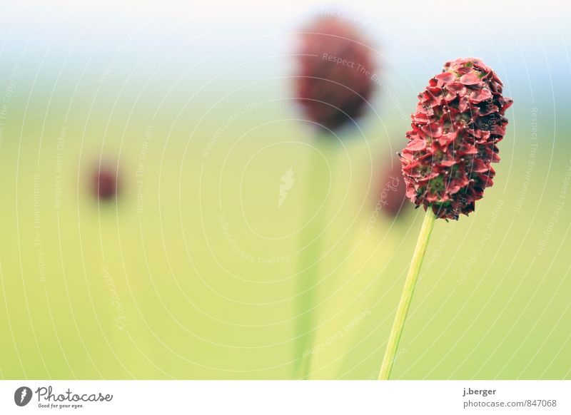 . * ,* Natur Landschaft Pflanze Sommer Blume Gras Sträucher Blüte Wildpflanze blau grün rot Oval Farbfoto Gedeckte Farben Außenaufnahme Nahaufnahme