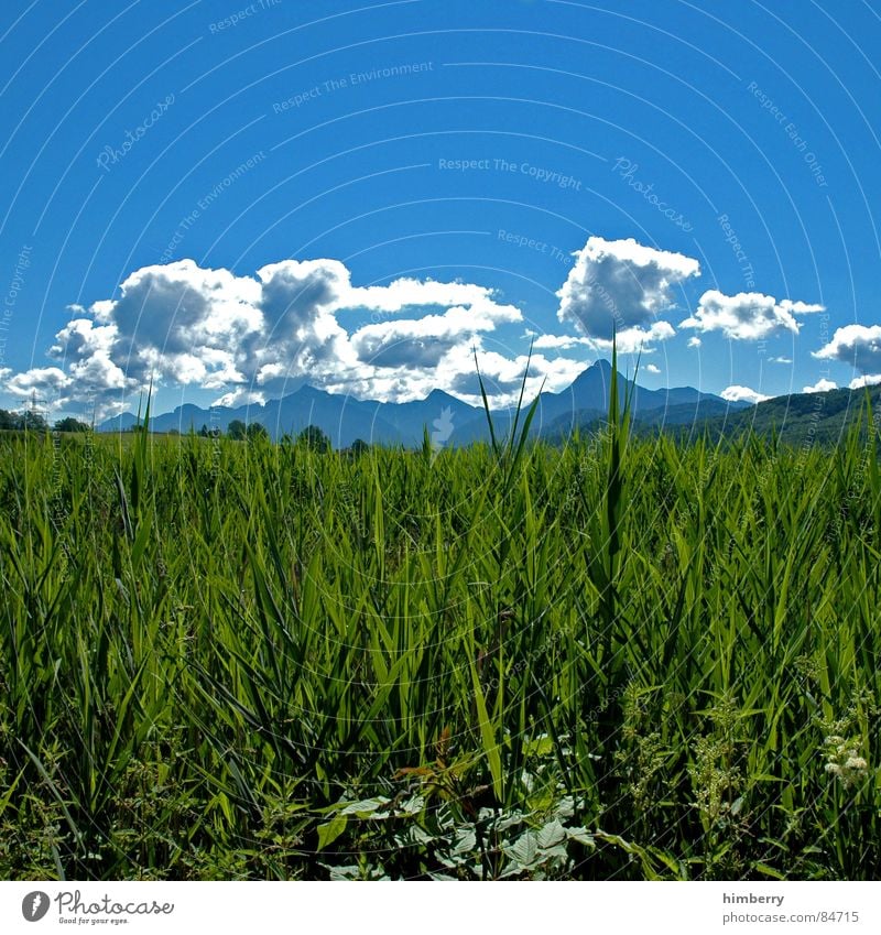 riviera royal Natur Gras Berge u. Gebirge Landschaft Pflanze Himmel Sommer Wiese grün Umwelt Wolken Wildnis Abdruck