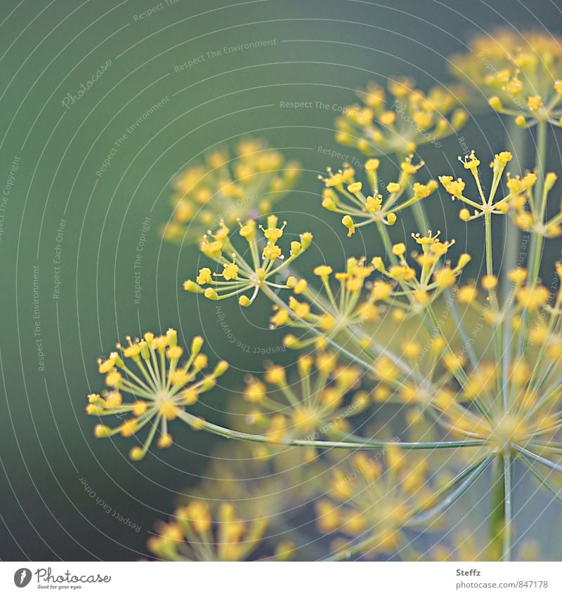 Dill wächst im Kräutergarten Dillblüten Fischgewürz Küchengewürz krautig Bio gelb grün nah Lebensmittel Nutzpflanze frisch aus dem Garten organisch Küchenkraut