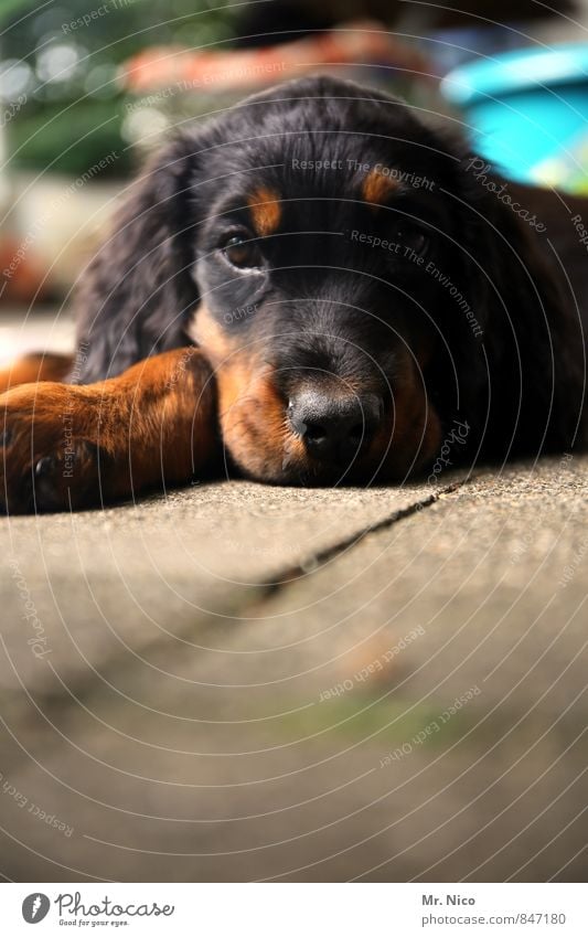 snoop dogg Tier Haustier Hund 1 beobachten liegen braun schwarz Welpe Jagdhund Erholung Müdigkeit ruhig Fell Schnauze Pfote Wachsamkeit Hundekopf Hundeblick