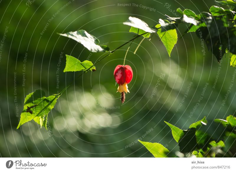 Erleuchtet Natur Pflanze Blatt Blüte Duft frisch schön gelb grün rot Unschärfe hängend blühen Blühend durchscheinend durchleuchtet durchsichtig erleuchten