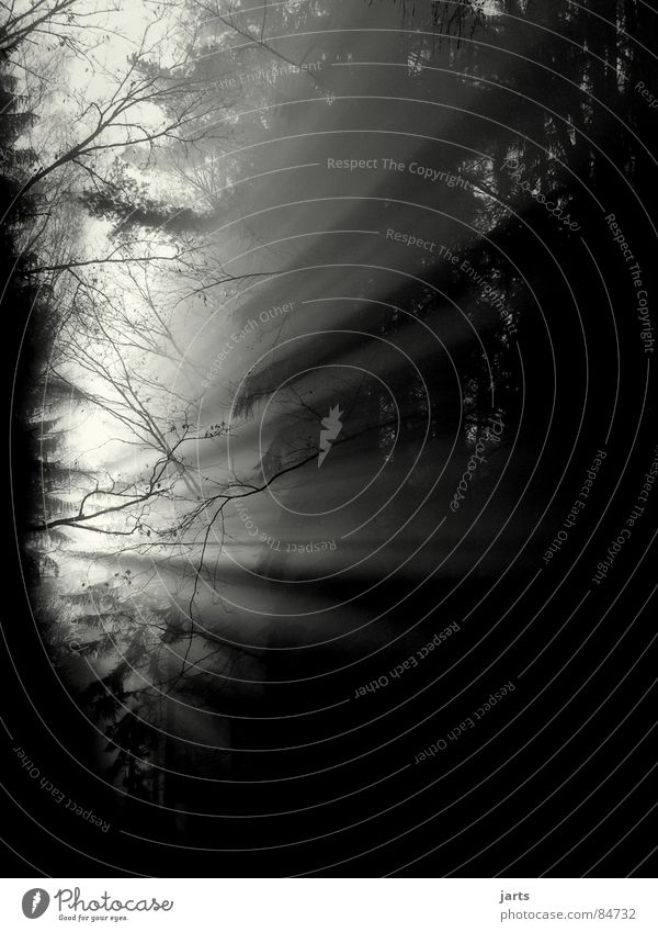 Am Anfang..... Licht Sonnenstrahlen Nebel Wald Baum Tanne Sonnenaufgang Beginn Nadelwald Himmelskörper & Weltall gefährlich Lichtstrahl Beleuchtung jarts