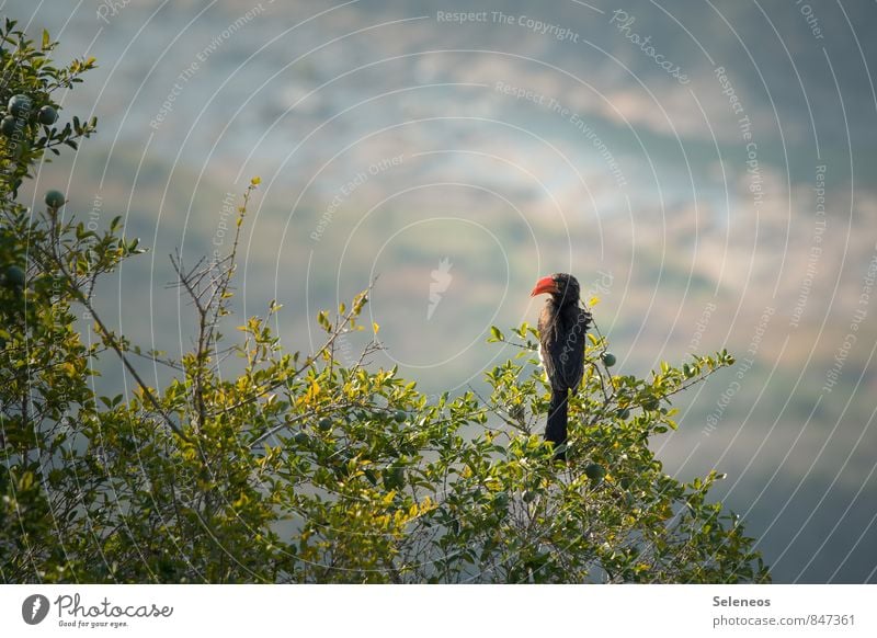 von oben herab Ferien & Urlaub & Reisen Tourismus Ausflug Abenteuer Ferne Freiheit Sonne Berge u. Gebirge Umwelt Natur Landschaft Baum Tal Tier Wildtier Vogel 1