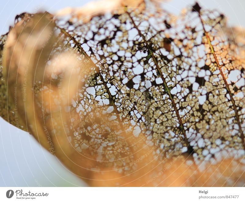 Auslaufmodell | das wars... Umwelt Natur Pflanze Herbst Blatt Wildpflanze Park alt dehydrieren authentisch außergewöhnlich einzigartig natürlich blau braun grau