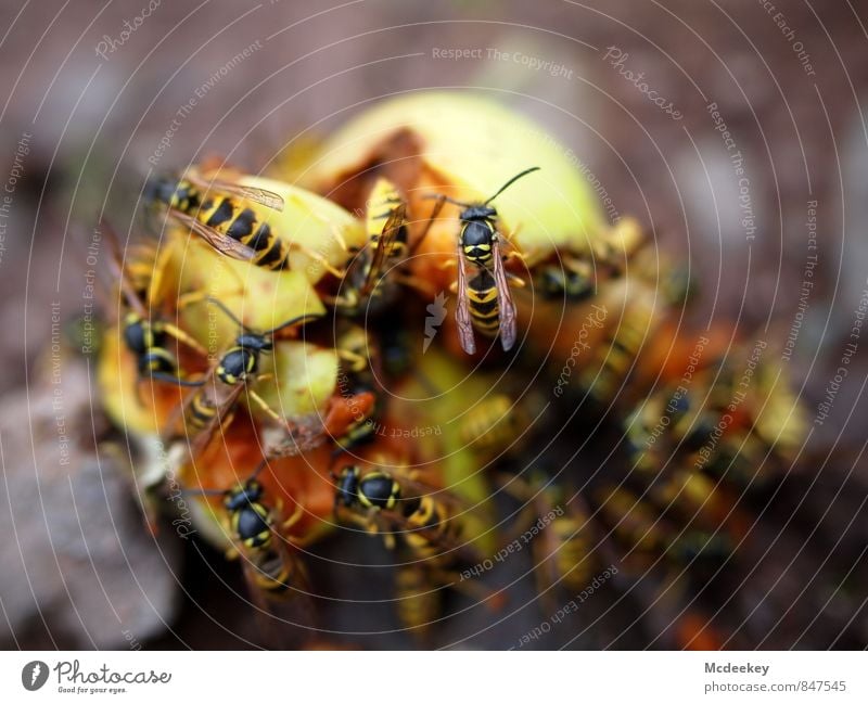 Wespen Buffet Lebensmittel Frucht Apfel Alkohol Natur Sommer Schönes Wetter Wärme Feld Tier Nutztier Wildtier Totes Tier Tiergruppe fliegen Fressen genießen