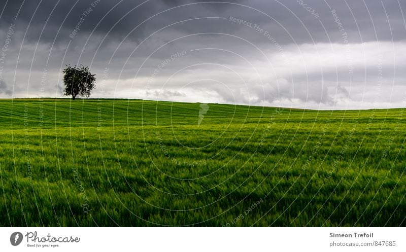 Sturm Abenteuer Ferne Umwelt Landschaft Gewitterwolken Sommer Klima schlechtes Wetter Unwetter Wind Regen Gras Feld rennen Bewegung Wachstum bedrohlich dunkel