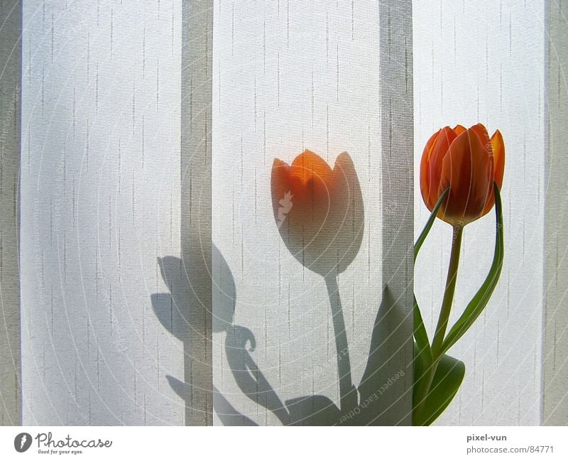 Schattenspiel Gärtnerei Knollengewächse Frühlingsblume Tulpe Vase rot Blüte Blume Frühblüher Licht Lichtspiel Fenster Morgen Beet Vorhang Sichtschutz