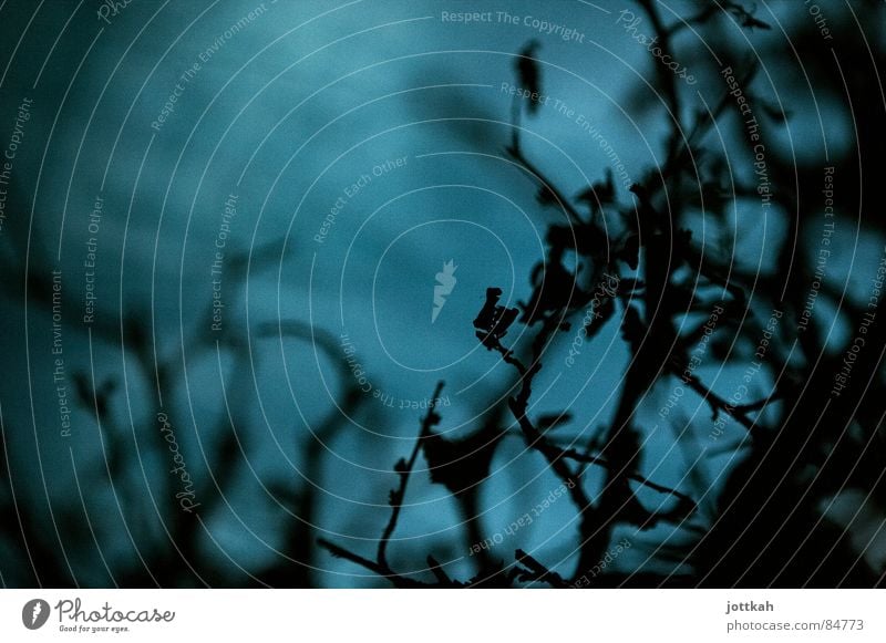 blaues Gestrüpp Baum Unschärfe Blatt dunkel Herbst Tod Ast Zweig Natur