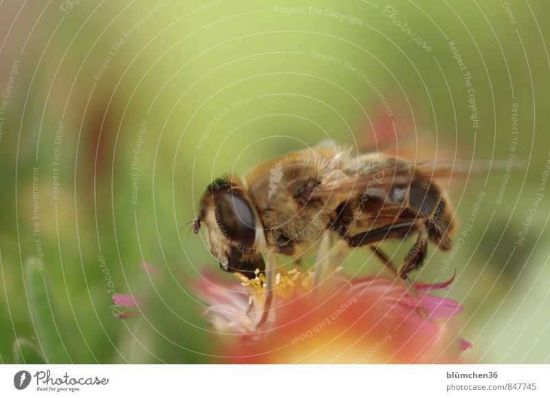 Sie sticht nicht! Natur Pflanze Blüte Mittagsblumen Sukkulenten Tier Nutztier Wildtier Fliege Insekt Mistbiene Zweiflügler Schwebfliege 1 klein braun schwarz