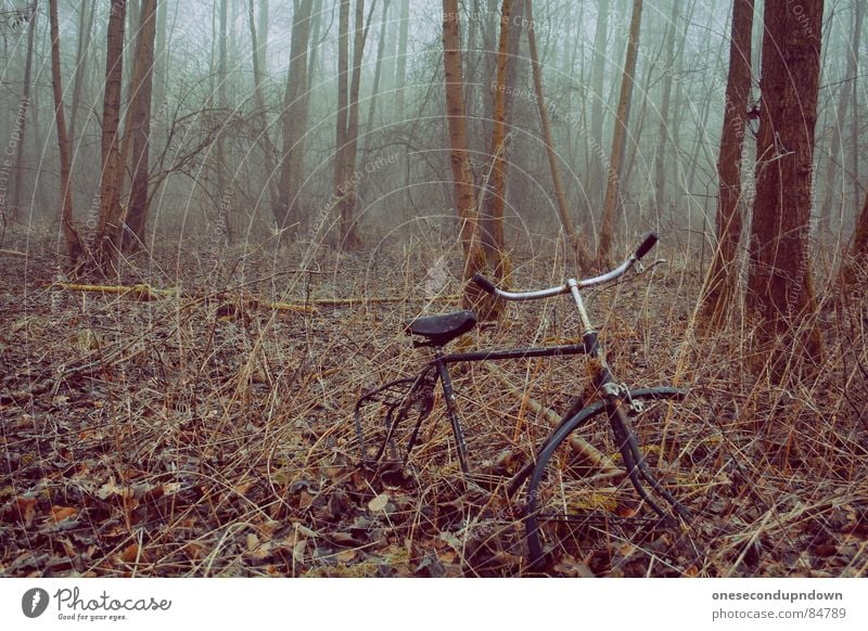 abandoned part I dunkel Nebel gruselig leer Baum kalt grau Dezember abgelegen Winter fremd außergewöhnlich herzlos Schleier geisterhaft Eis unheimlich grausam