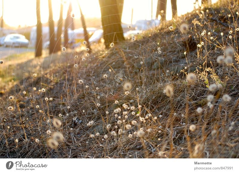 Goldene Natur Camping Pflanze Sommer Wärme Baum Gras glänzend trocken weich gelb gold ruhig Erholung träumen Farbfoto Außenaufnahme Abend Sonnenaufgang