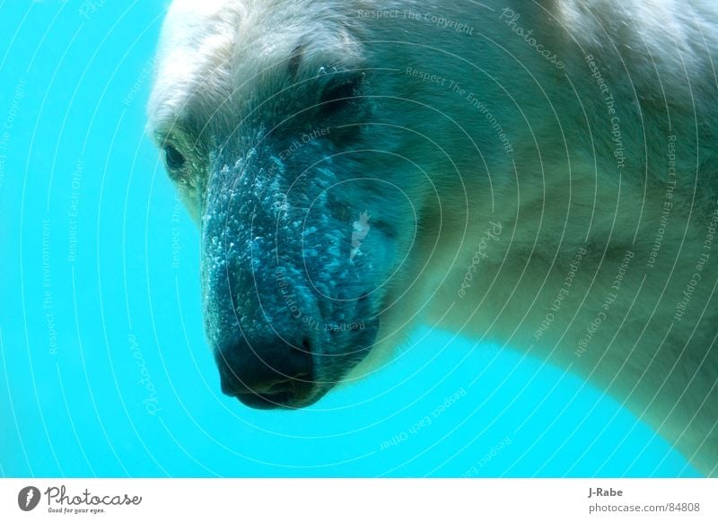 Eisbär - eiskalt 2 tauchen Arktis lichtvoll wetterfest frisch Winter Säugetier kälter Wasser nordpolargebiet nordpolgebiet wasser... wasser liebend