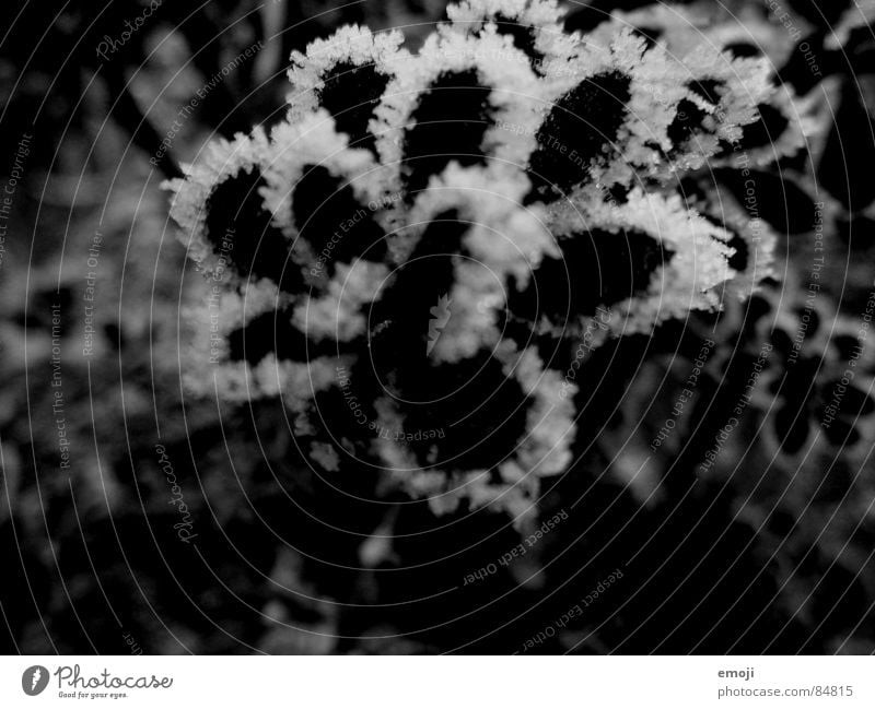 Eisblumen Blume schwarz Unschärfe Winter nah Makroaufnahme kalt Schnellzug Schwarzweißfoto Nahaufnahme weiss s/w Frost flower black white b/w kältegefühl trist