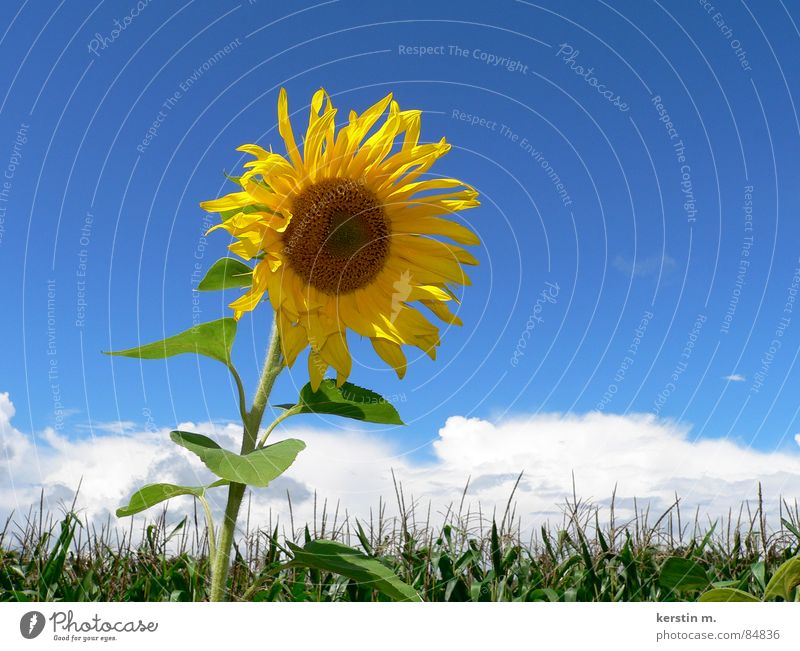 sommerzeit Sonnenblume gelb blau-gelb Sommer Ferien & Urlaub & Reisen Himmel reisezeit