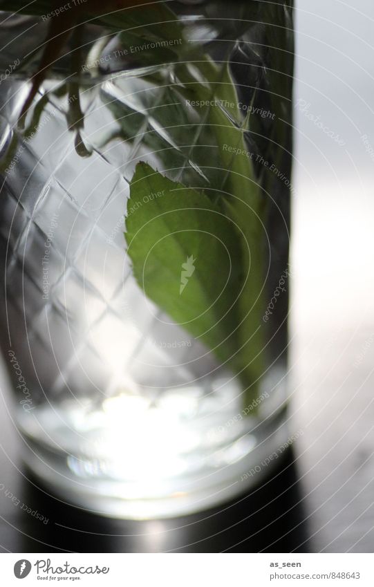 Licht im Glas Getränk Wellness harmonisch Sinnesorgane Pflanze Wasser Blatt berühren glänzend leuchten ästhetisch frisch grün weiß ruhig Schliff Blumenstrauß