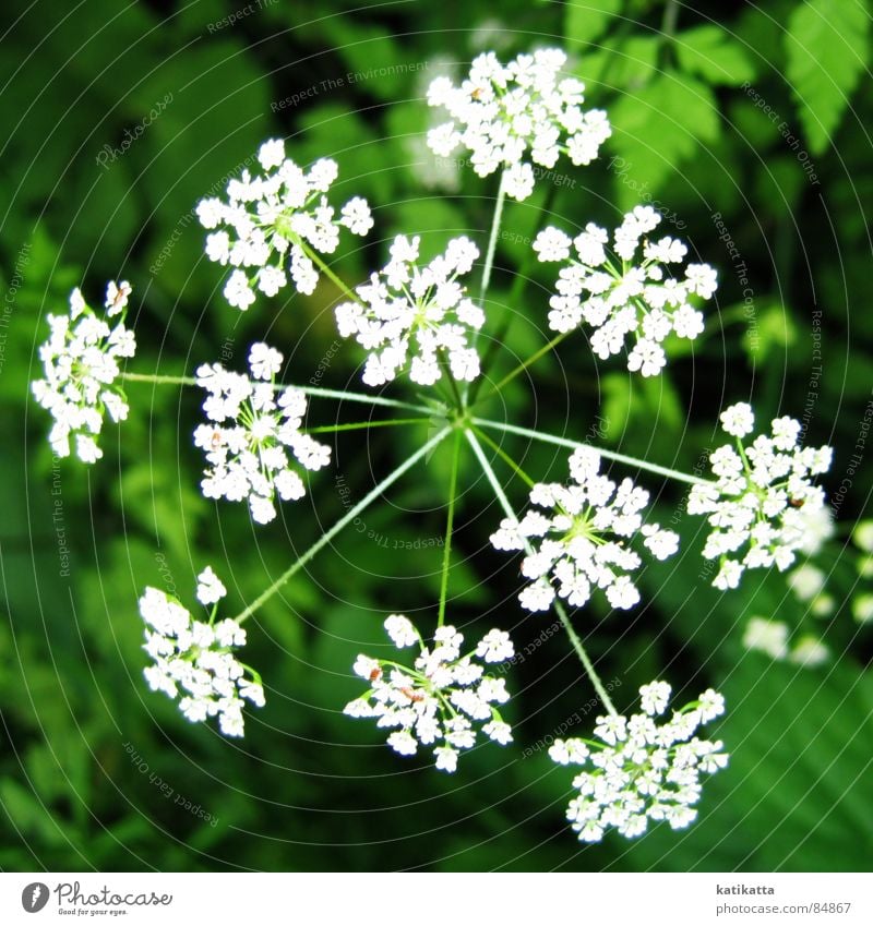 feuerwerk Blume grün klein Pflanze Blüte Frühling Sommer weiß Wiese Natur