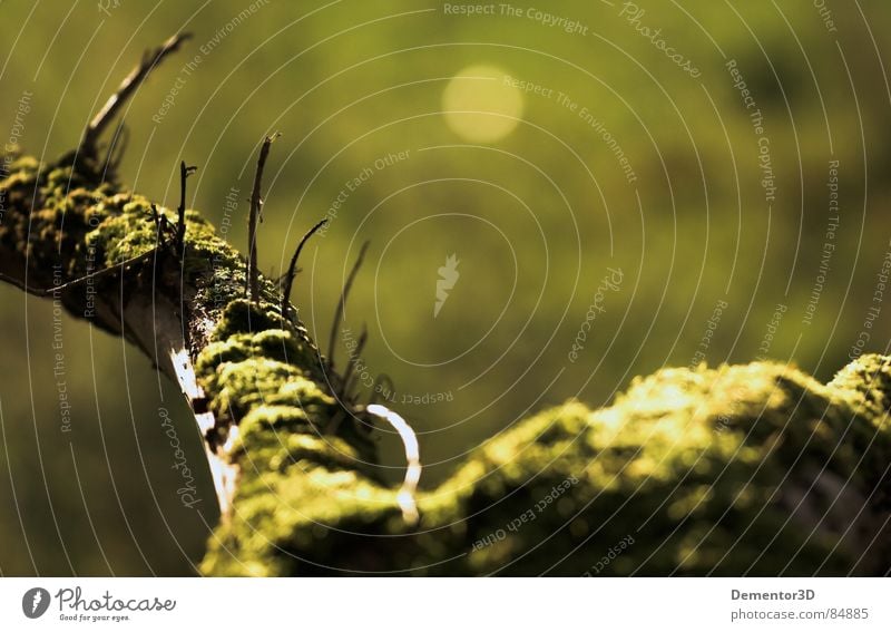 [bridge] Unschärfe grün Baum Herbst DoF Wurzel Brennpunkt dark-green shadflower wood pewee focusing greyish-green peewee center on grayish-green silver-green