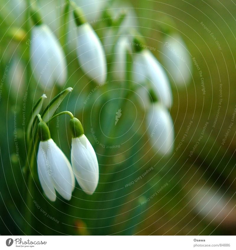 Vorboten des Frühlings Schneeglöckchen Blume Blüte Pflanze grün Blütenblatt Umwelt Wildnis weiß Blumenstrauß Natur perlweiß