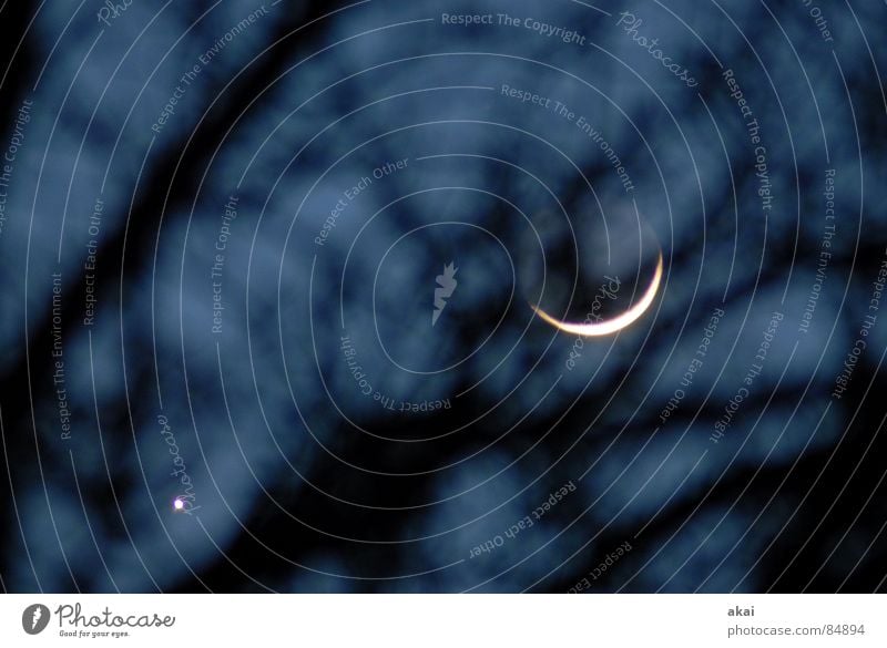 Für bit.it und Becci....Venus und ihr Mondkind Planet Himmelskörper & Weltall Nacht Sichelmond Sonnenuntergang Baumstamm Morgen Abend ruhig Baumstruktur