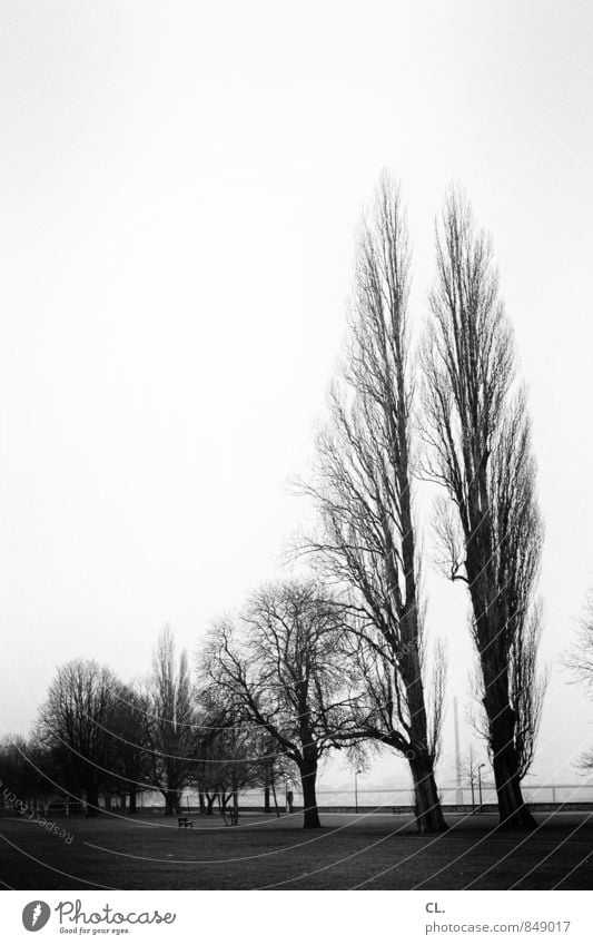 vor dem sturm Umwelt Natur Landschaft Himmel Herbst Winter Klima Baum Park Wiese trist Fernweh Rheinwiesen Düsseldorf Schwarzweißfoto Außenaufnahme Menschenleer