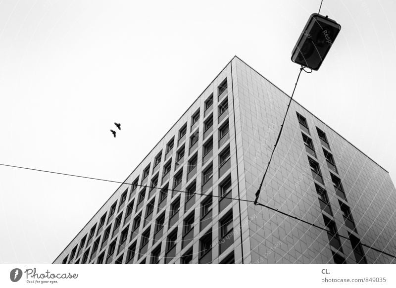 an der roten laterne Himmel Stadt Haus Gebäude Architektur Mauer Wand Fassade Fenster Tier Vogel 2 fliegen frei Zusammensein trist grau Freiheit Kabel