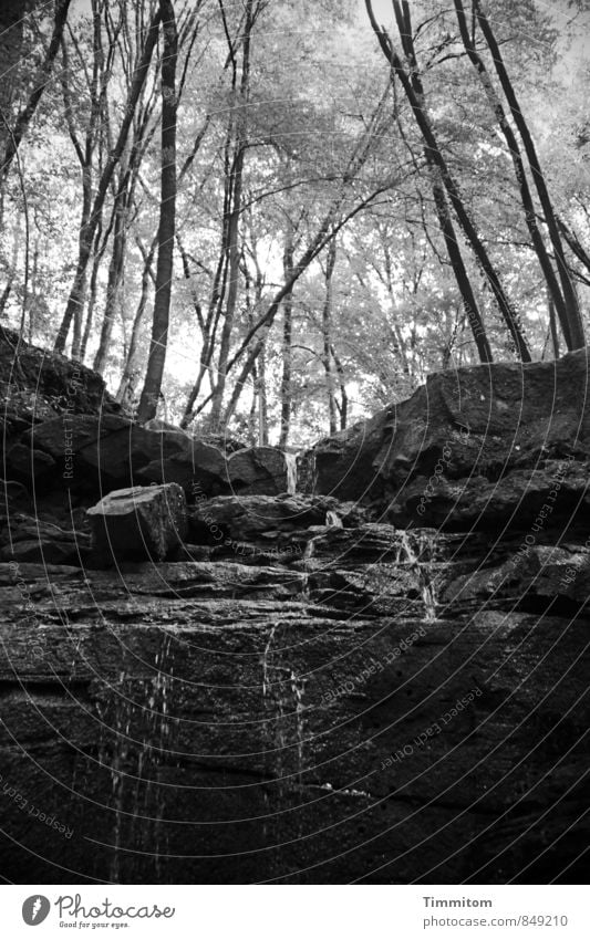 Margarethenschlucht. Umwelt Natur Landschaft Pflanze Urelemente Wasser Sommer Wetter Baum Felsen Schlucht Wasserfall Stein ästhetisch dunkel authentisch einfach