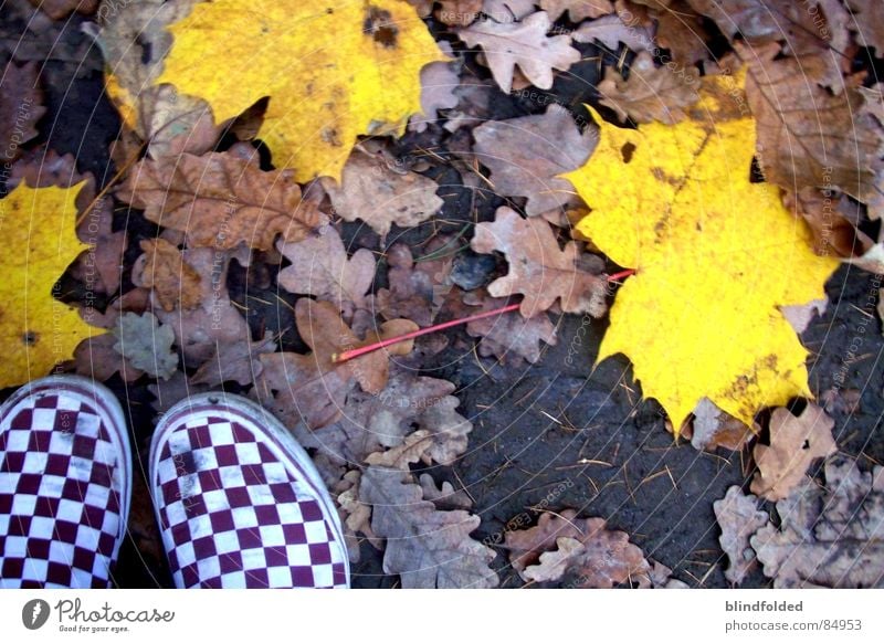 herbstwind Lieferwagen Blatt Herbst kalt Einsamkeit Trauer leer gelb Wald herzlos Eis Erde Untergrund grausam Verzweiflung Traurigkeit dreckig Bodenbelag banal