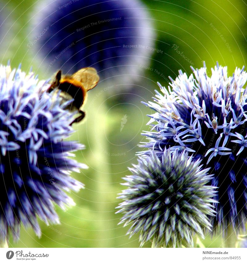 Die Geschichte mit den Hummeln und den Blumen ... Blüte bestäuben grün rund stachelig blau-rot violett Blühend Unschärfe 4 Insekt zerzaust Frühling Sommer