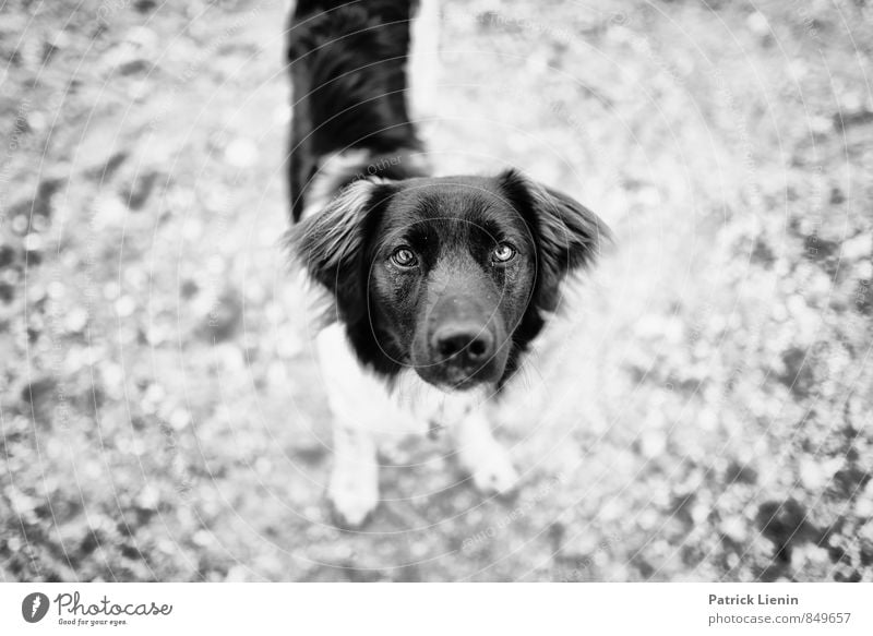 ? Wohlgefühl Zufriedenheit Sinnesorgane Erholung Ferien & Urlaub & Reisen Ausflug Ferne Strand wandern Umwelt Natur Tier Haustier Hund Tiergesicht 1 authentisch