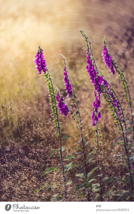 schön giftig Natur Pflanze Sommer Schönes Wetter Blume Gras Fingerhut Wiese Feld Wald gold rosa Giftpflanze Heilpflanzen Farbfoto Außenaufnahme Menschenleer Tag