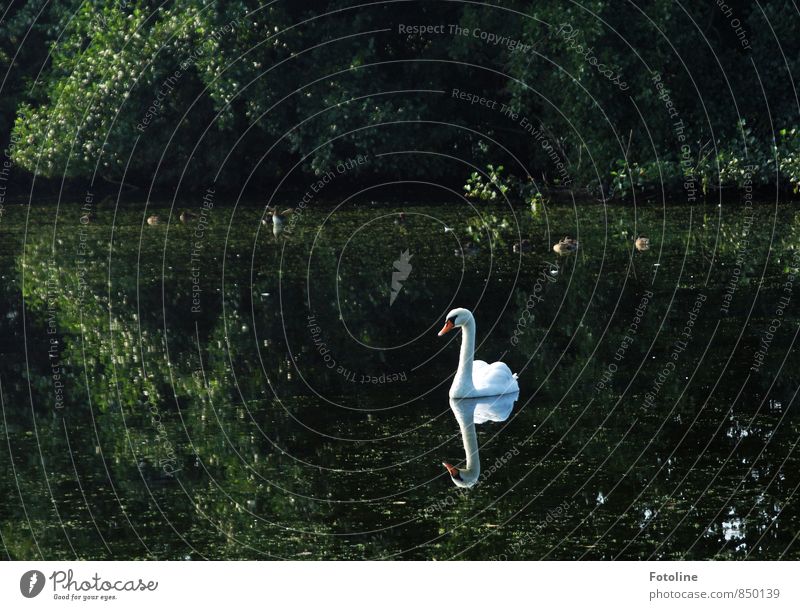 Mein lieber Schwan! Umwelt Natur Pflanze Tier Urelemente Wasser Sommer Sträucher Seeufer Teich Wildtier Vogel 1 ästhetisch hell nass natürlich grün weiß