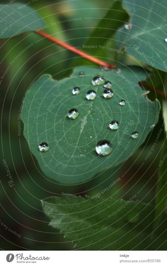 Tröpfchen Natur Wassertropfen Frühling Sommer Schönes Wetter Regen Blatt Gemeiner Schneeball Garten Park liegen Flüssigkeit frisch klein nah nass natürlich rund