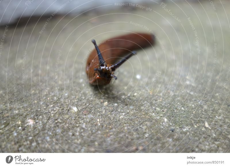 Kurvenlage (Zentrifugalkraft in Zeitlupe) Tier Wildtier Schnecke Tiergesicht Nacktschnecken 1 Blick braun grau krabbeln langsam strecken schleimig nackt nass