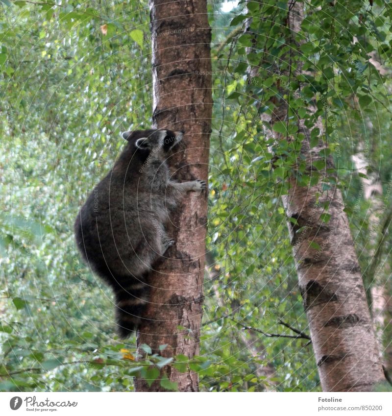 Auf die Bäume ihr Bären... Umwelt Natur Landschaft Pflanze Tier Sommer Baum Blatt Wildpflanze Wald Wildtier Fell 1 frech frei hoch kuschlig natürlich