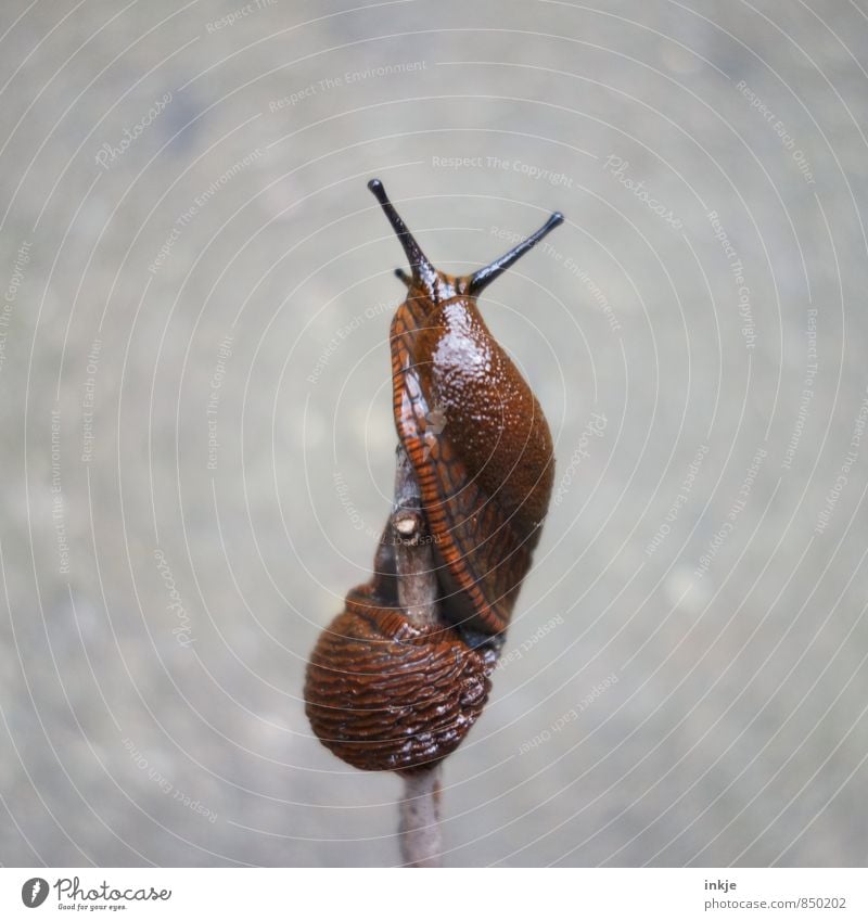 Helix bis zum Gipfel Tier Wildtier Schnecke Nacktschnecken 1 Bewegung hängen Ekel nackt nass natürlich oben braun grau anstrengen schleimig helix gedreht