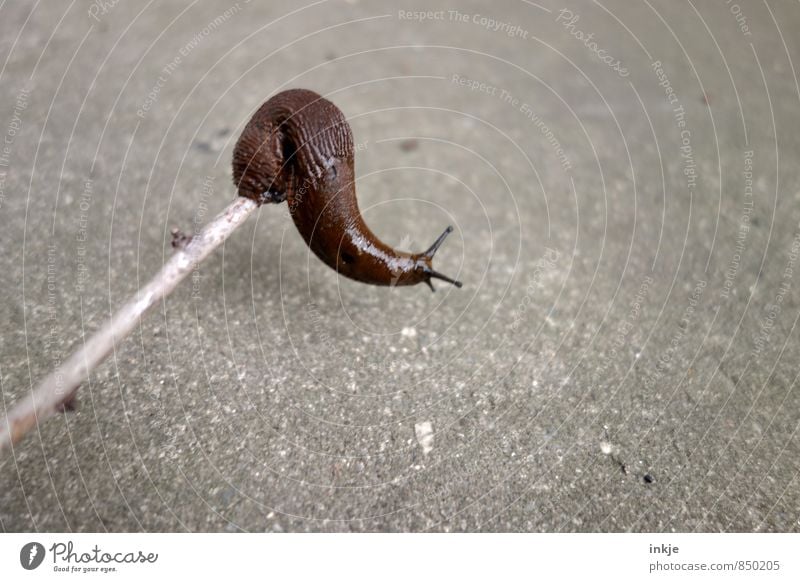 Yoga in Zeitlupe Tier Wildtier Schnecke Nacktschnecken 1 beobachten Bewegung hängen hocken Ekel lang nackt braun grau Natur Neugier Schwerpunkt beweglich