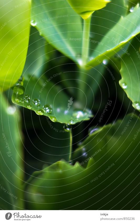 Tröpfchen Natur Wassertropfen Frühling Sommer Schönes Wetter Regen Pflanze Blatt Grünpflanze Garten Park liegen frisch nass natürlich rund saftig grün sattgrün