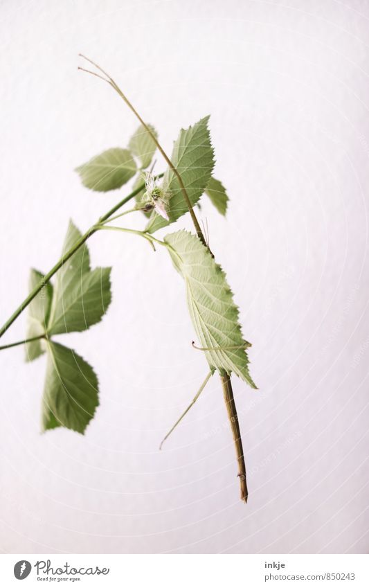 Tarnung ist alles. Pflanze Tier Blatt Brombeerblätter Haustier Wildtier Insekt stabheuschrecke Heuschrecke 1 hängen außergewöhnlich dünn lang grün weiß