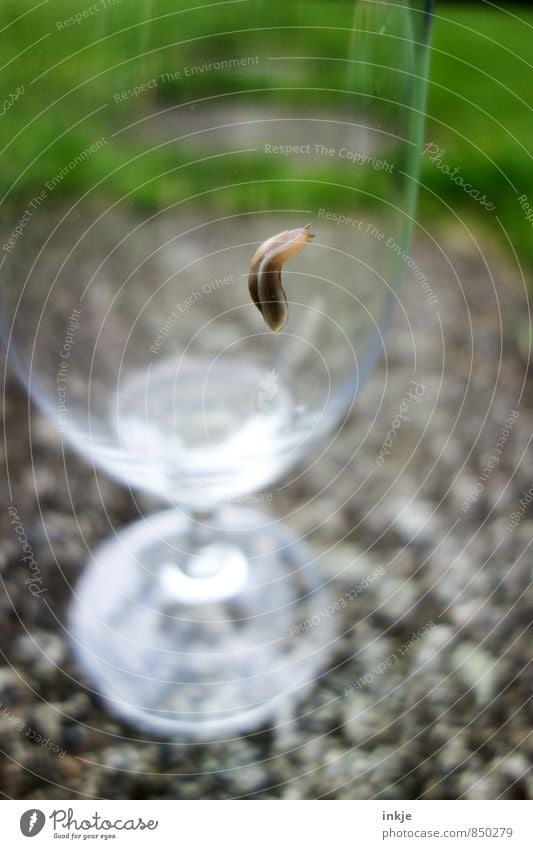 Nachwuchs Ernährung Bier Glas Bierglas Tier Wildtier Schnecke Nacktschnecken 1 Ekel klein schleimig Schädlinge Farbfoto mehrfarbig Außenaufnahme Nahaufnahme