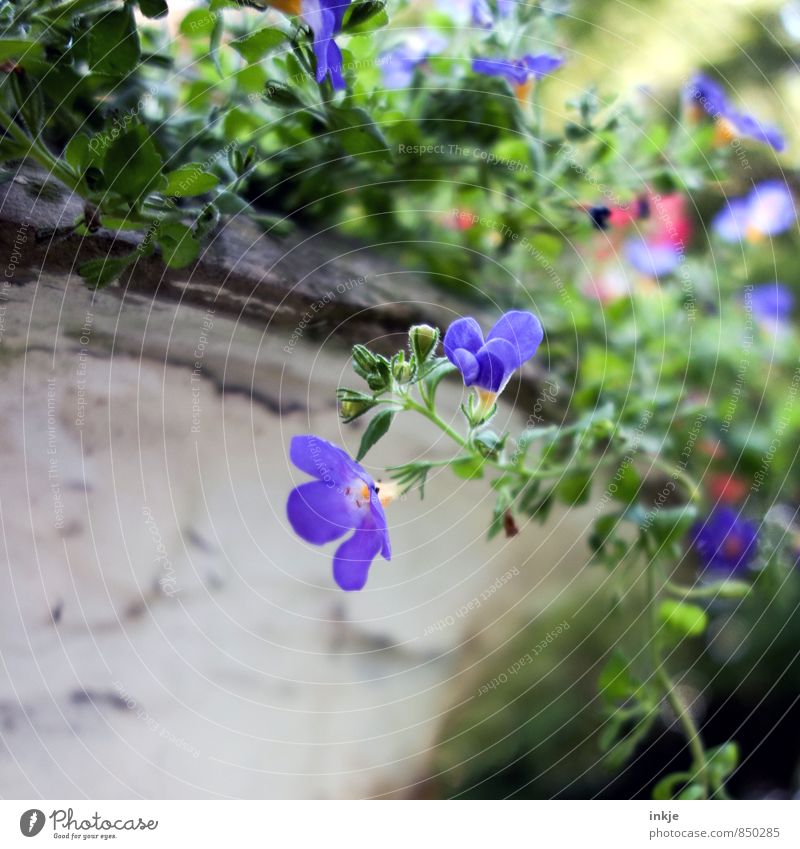 Blumentopf Umwelt Natur Pflanze Frühling Sommer Blüte Garten Park Blühend schön klein nah natürlich blau grün Ranke Farbfoto mehrfarbig Außenaufnahme