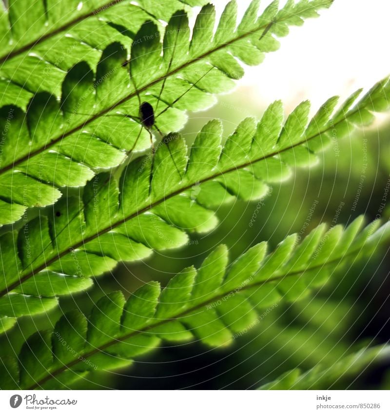 flora und fauna Umwelt Natur Pflanze Tier Frühling Sommer Schönes Wetter Farn Blatt Garten Park Wildtier Spinne weberknecht 1 hocken sitzen Ekel nah grün