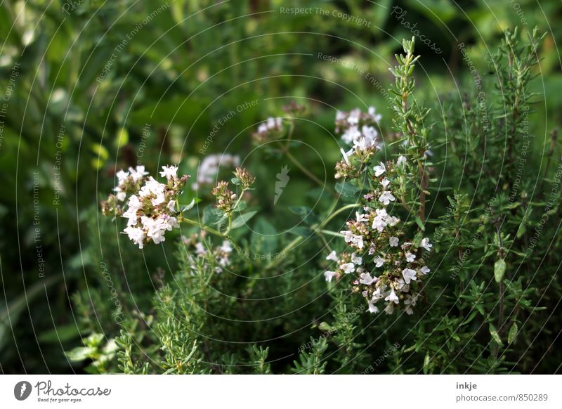 Kräuterbeet Lebensmittel Kräuter & Gewürze Ernährung Frühling Sommer Pflanze Blume Nutzpflanze Wildpflanze Rosmarin Kräutergarten Garten Blühend frisch