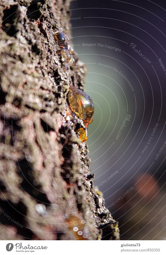 Bernstein... vielleicht in ein paar Millionen Jahren Umwelt Natur Schönes Wetter Baum Kirschbaumrinde beobachten schön gold ruhig Baumharz Baumstamm Baumrinde