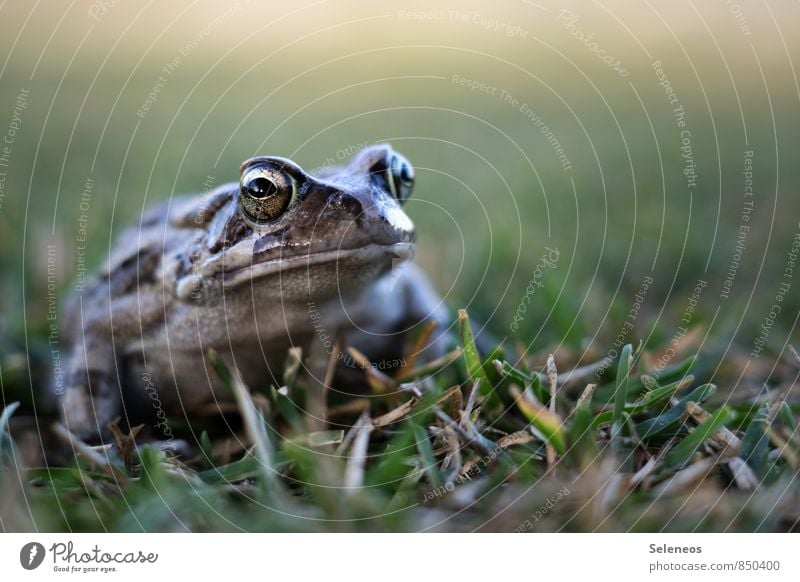 Froschperspektive Ferien & Urlaub & Reisen Expedition Sommer Umwelt Natur Pflanze Gras Garten Park Wiese Moor Sumpf Tier Wildtier Tiergesicht Kröte 1 beobachten