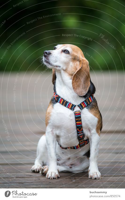 Stolze Beagle Dame Tier Haustier Hund 1 Blick sitzen braun grün weiß Brustgeschirr Haushund Rassehund Weibchen bester freund seitlicher Blick vierbeiner