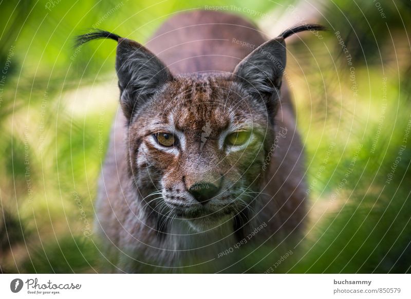 Luchs Tier Fell Wildtier Katze Tiergesicht Zoo 1 braun gelb grün Augen Barthaare Kamerablick Laurasiatheria Landraubtier Raubtieraugen Wildkatze gefleckt