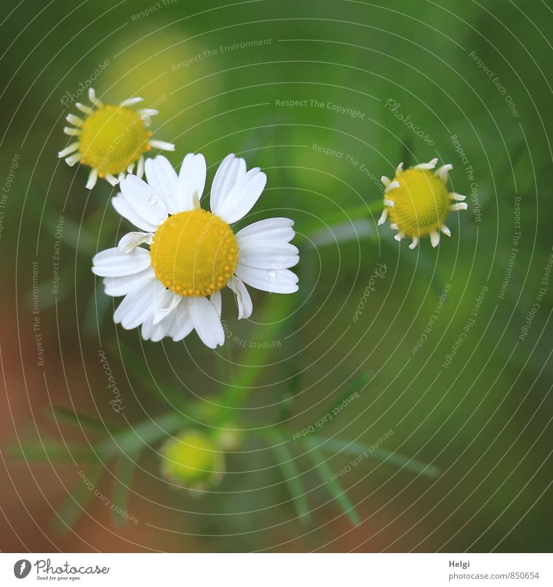 Kamilla... Umwelt Natur Pflanze Sommer Blume Blüte Wildpflanze Blütenknospen Wiese Blühend stehen Wachstum ästhetisch einfach klein natürlich gelb grün weiß