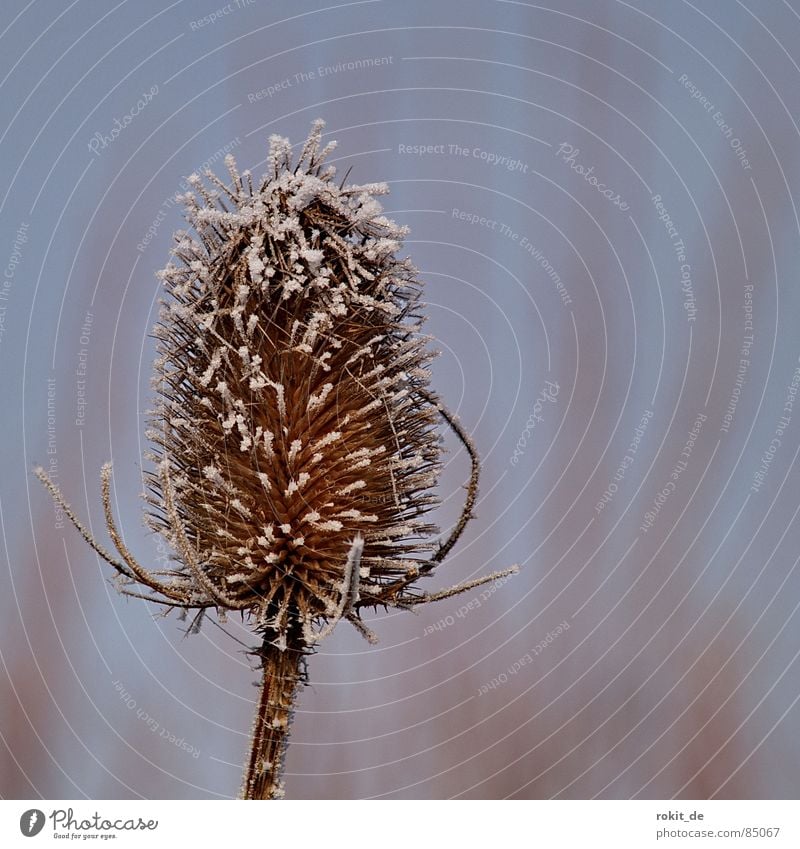 Brrr... mich fröstelts Distel kalt Raureif stachelig Eis braun vergessen Einsamkeit verdorrt Trockenblume frieren grau beige Winter nußbraun abgelegen grausam